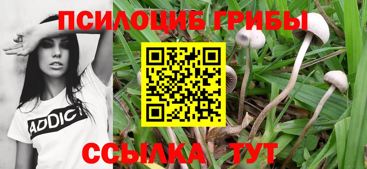 Галлюциногенные грибы Psilocybine cubensis Кандалакша