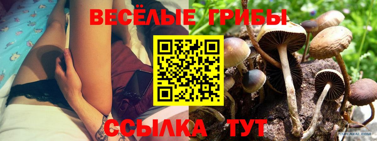 Галлюциногенные грибы ЛСД  Вход с VPN  Кандалакша  Галлюциногенные грибы GOLDEN TEACHER 